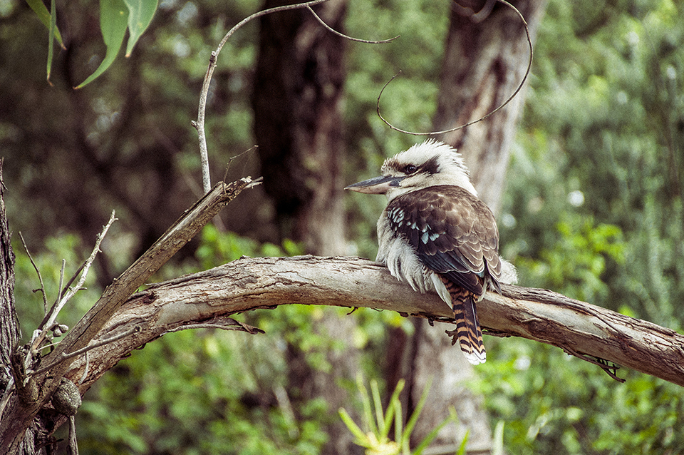 Le kookaburra