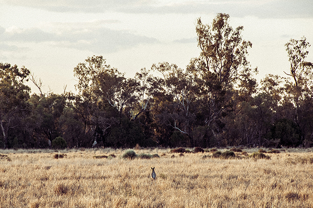 Le kangourou gris