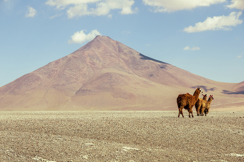 Tant qu’il y aura du désert
